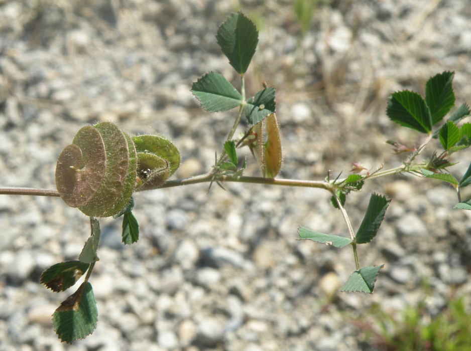 Image of Medicago orbicularis specimen.