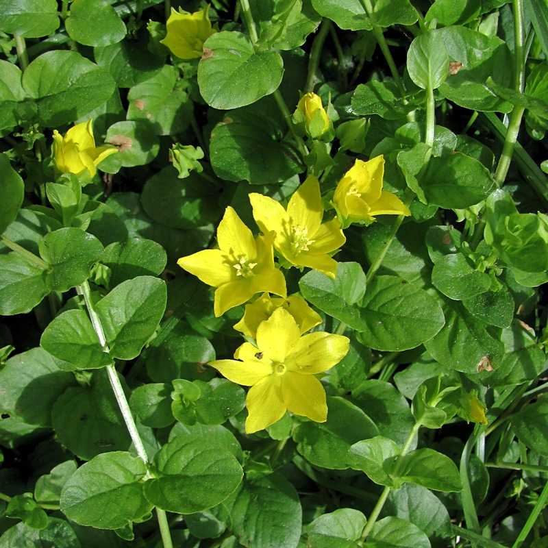 Image of Lysimachia nummularia specimen.