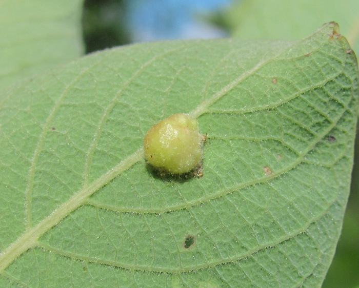 Image of Salix cinerea specimen.