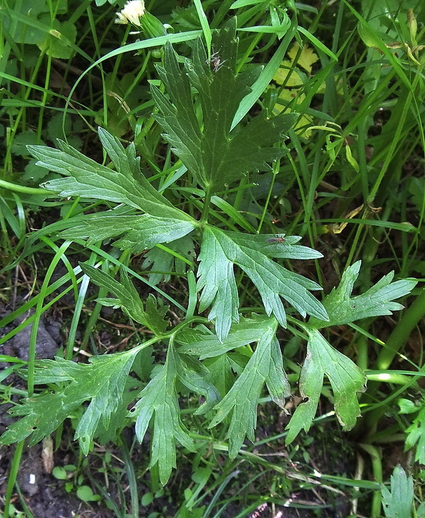 Image of Ranunculus repens specimen.