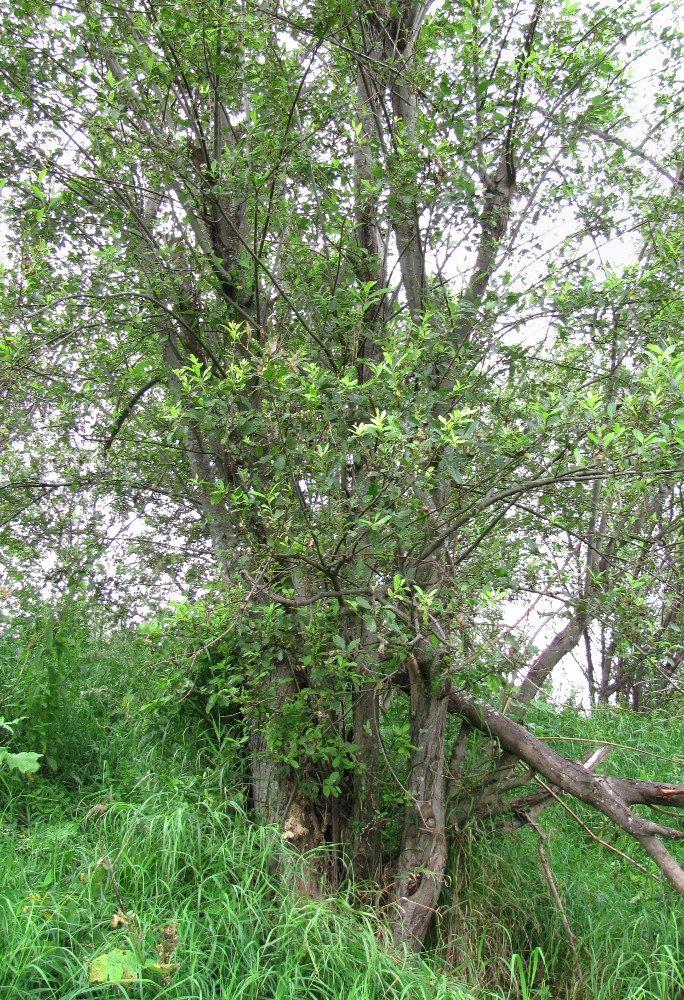 Image of Salix myrsinifolia specimen.