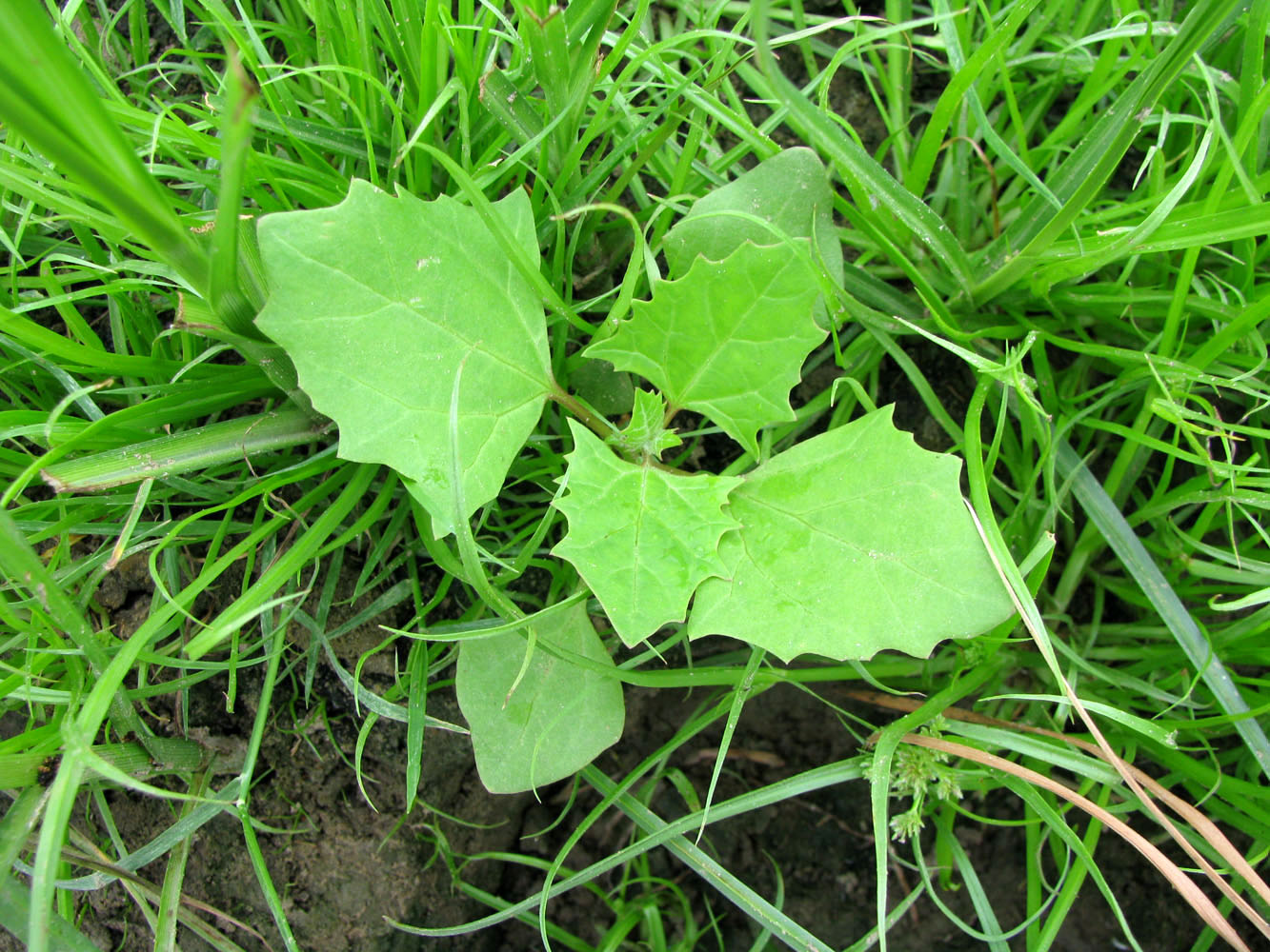 Image of Atriplex sagittata specimen.