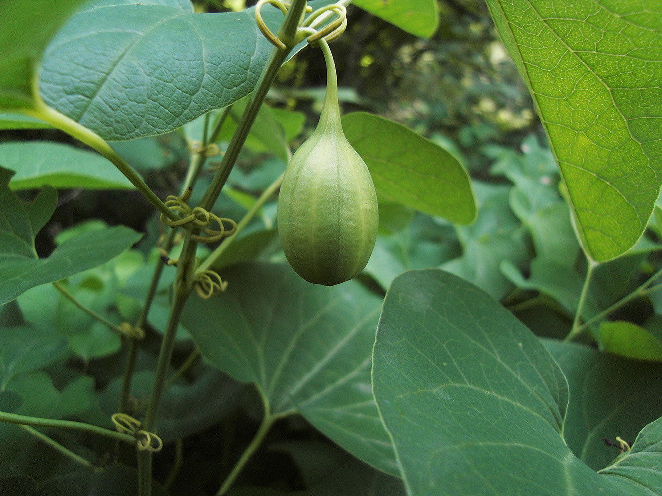 Image of Aristolochia clematitis specimen.