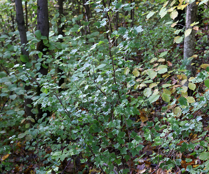 Image of Ribes alpinum specimen.