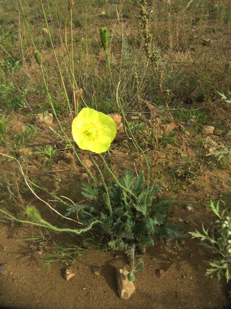 Image of Papaver nudicaule specimen.