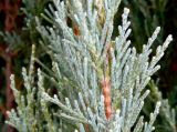 Juniperus scopulorum