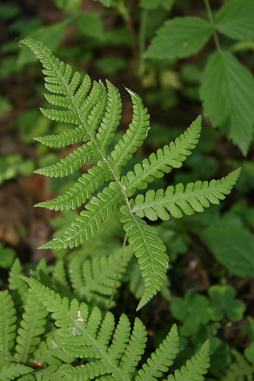 Image of Phegopteris connectilis specimen.