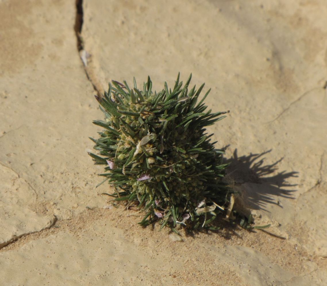 Image of Ifloga spicata ssp. albescens specimen.