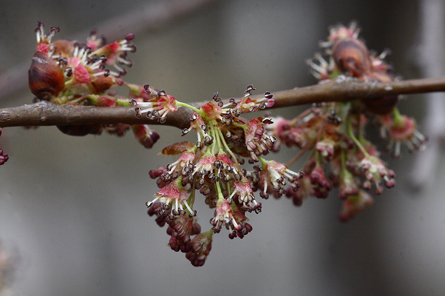 Image of Ulmus laevis specimen.