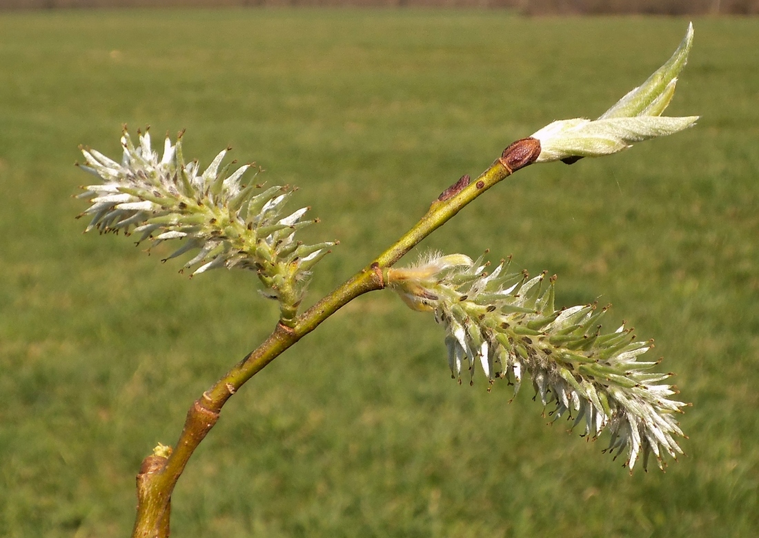 Image of Salix caprea specimen.