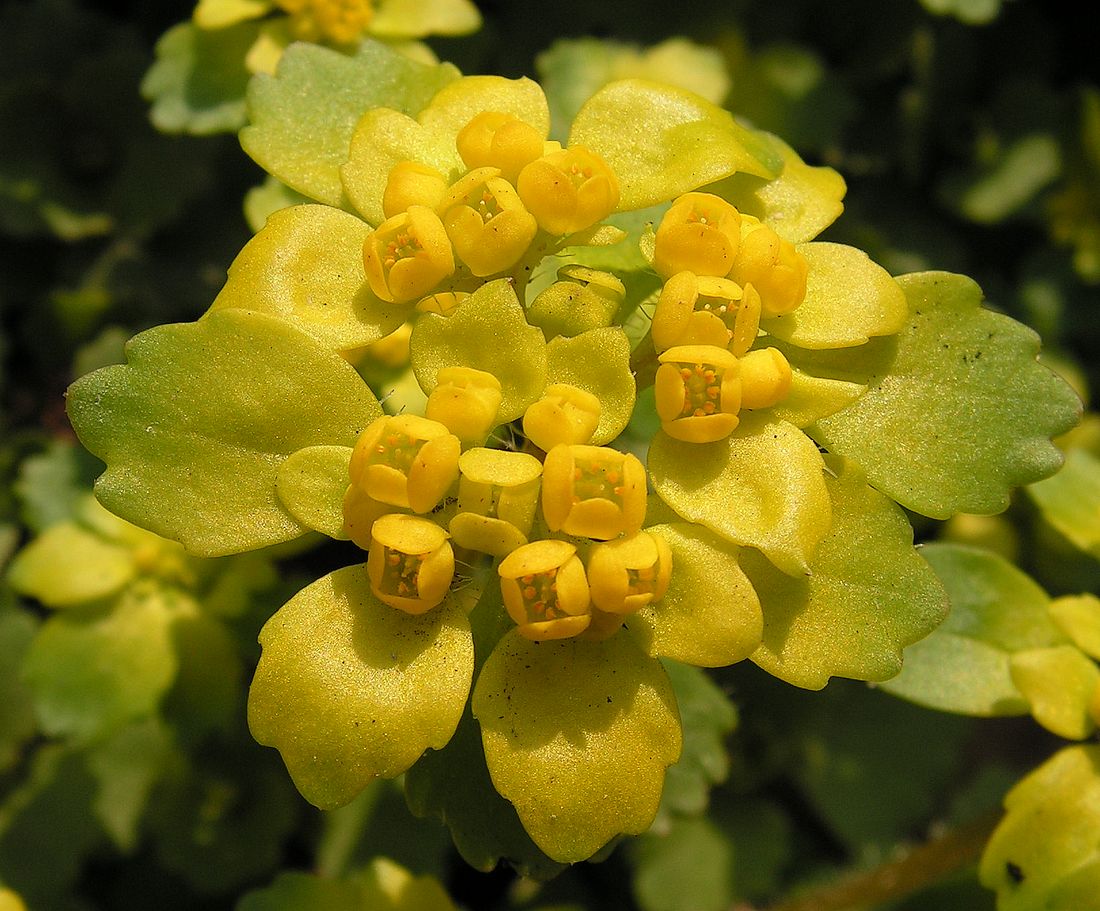 Image of Chrysosplenium pilosum specimen.