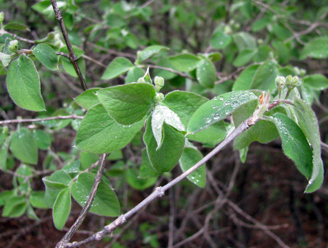 Изображение особи Lonicera steveniana.