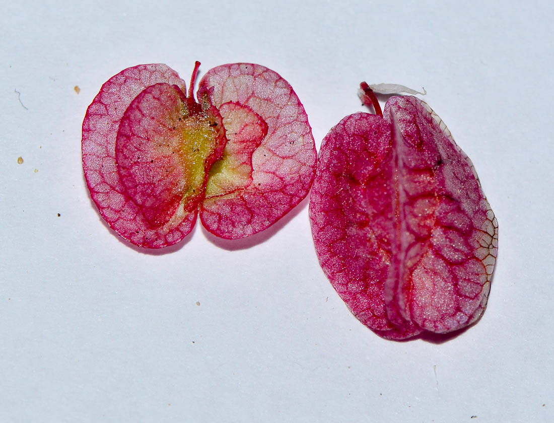 Image of genus Rumex specimen.