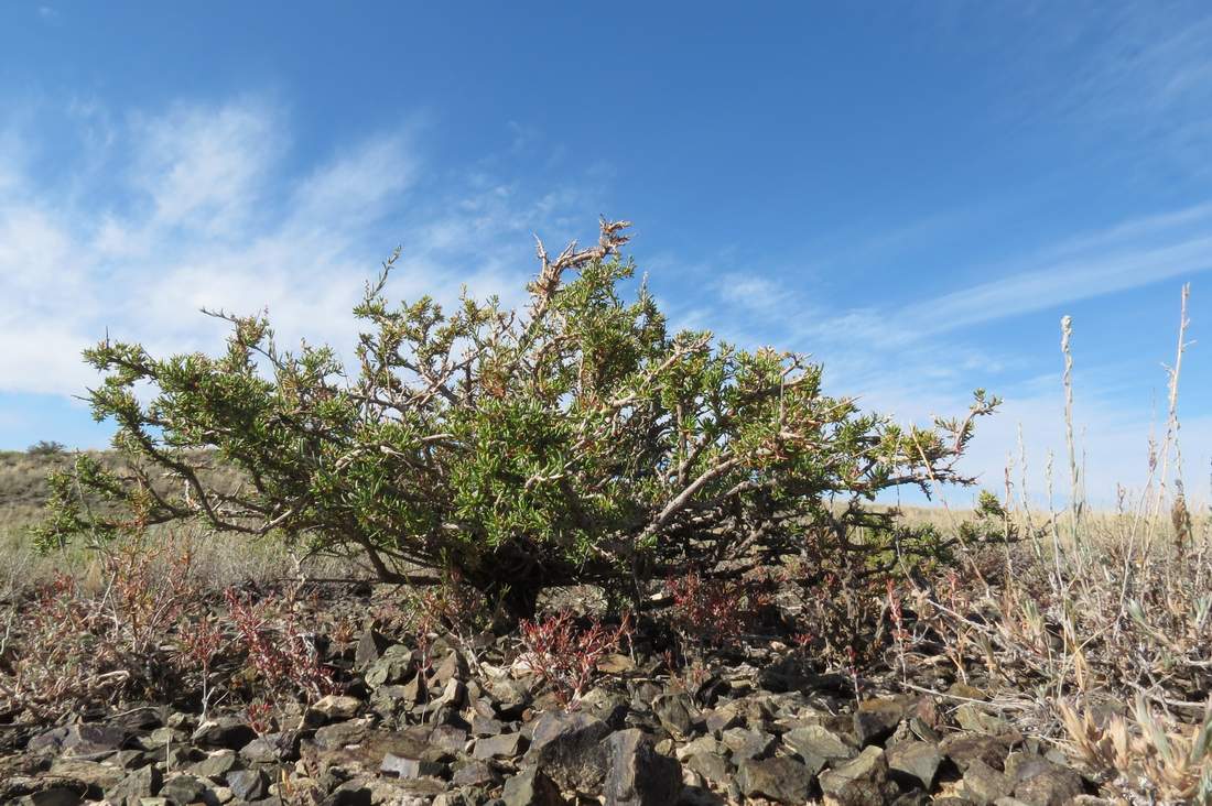 Image of Salsola arbusculiformis specimen.