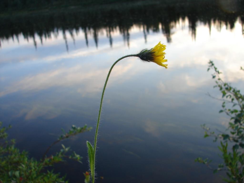 Image of Hieracium alpinum specimen.