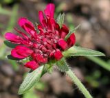 Knautia macedonica. Раскрывающееся соцветие. Германия, г. Krefeld, Ботанический сад. 10.06.2013.