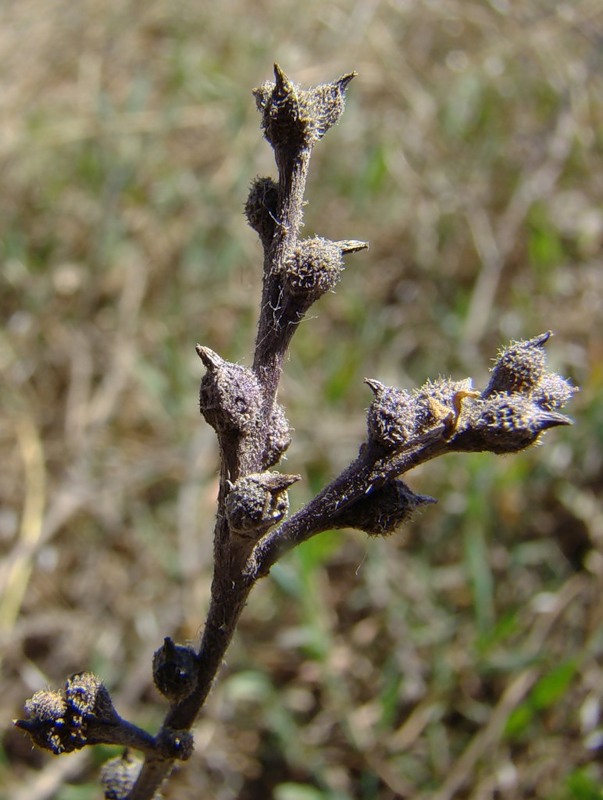 Image of Euclidium syriacum specimen.