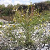 Tripleurospermum inodorum. Отцветающее и плодоносящие растение. Краснодарский край, Крымский р-н, окр. станицы Нижнебаканская, каменистая россыпь. 22.09.2013.