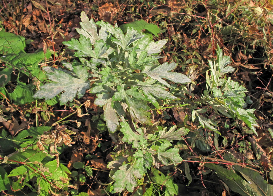 Image of Artemisia rubripes specimen.