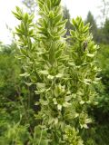 genus Veratrum. Часть соцветия. Республика Бурятия, Баунтовский эвенкийский р-н, окр. пос. Северный, долина р. Има, лес, обочина грунтовой дороги. 31.06.2013.