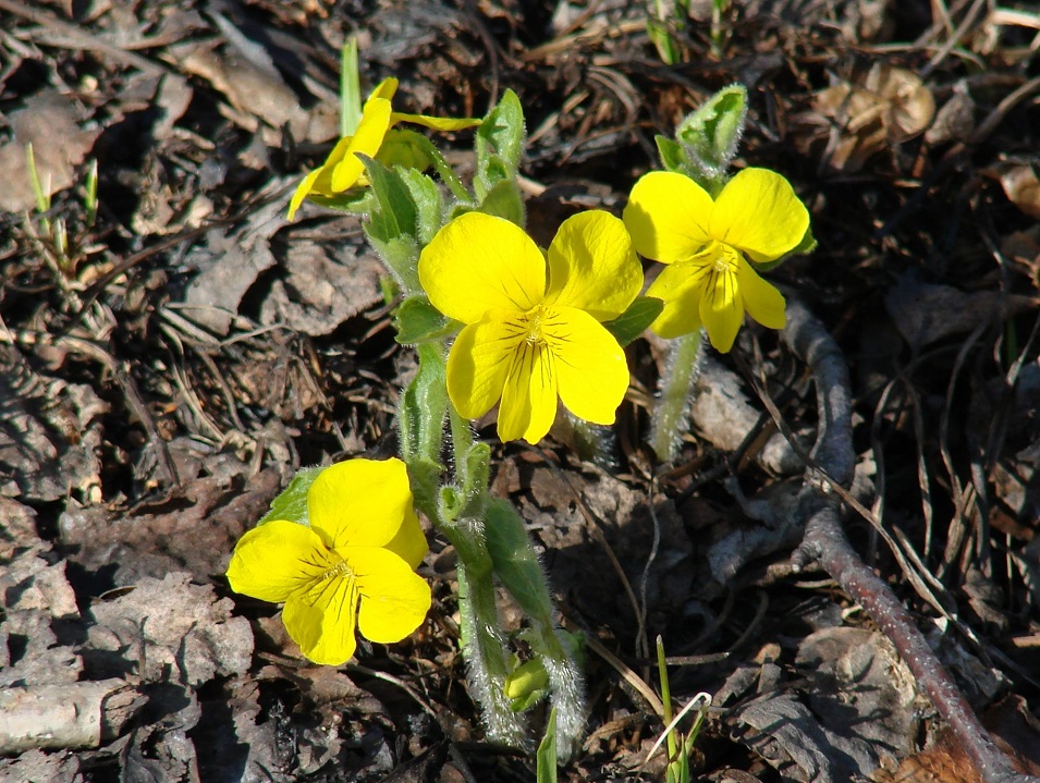 Image of Viola uniflora specimen.