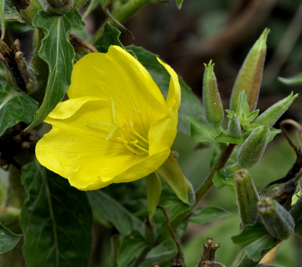 Изображение особи Oenothera glazioviana.