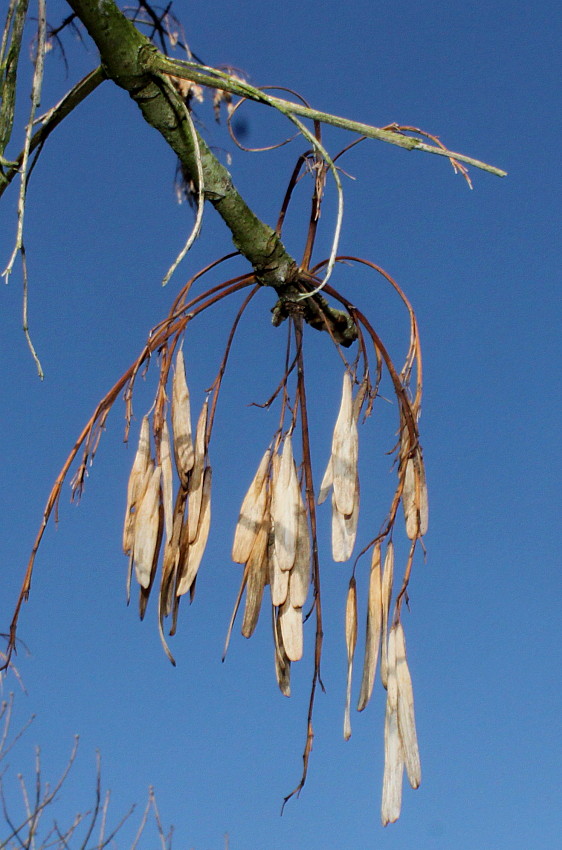 Изображение особи Fraxinus texensis.