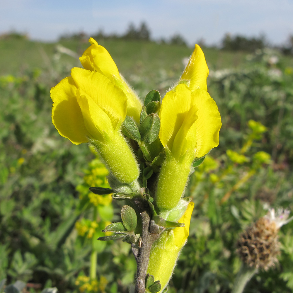 Изображение особи Chamaecytisus colchicus.