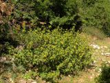 Phlomis viscosa. Цветущее растение. Израиль, Верхняя Галилея, гора Мерон. 10.05.2014.