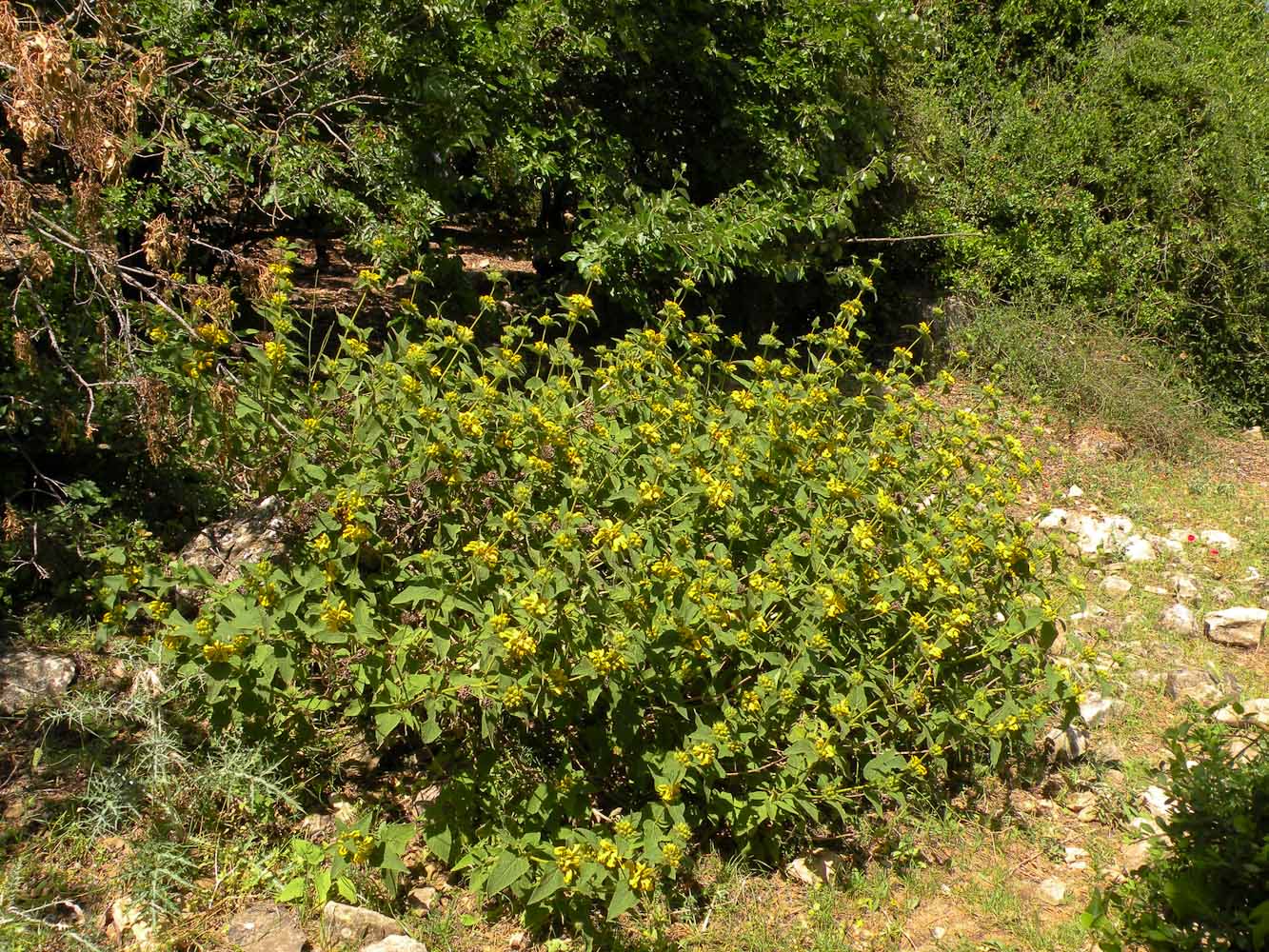 Image of Phlomis viscosa specimen.