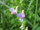 View full-size image Lathyrus palustris