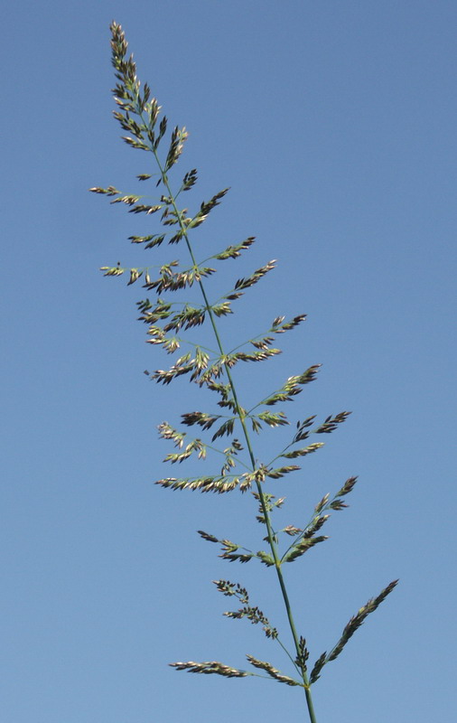 Image of Calamagrostis neglecta specimen.