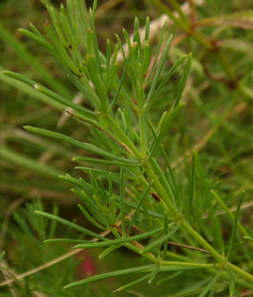 Изображение особи Galium volhynicum.