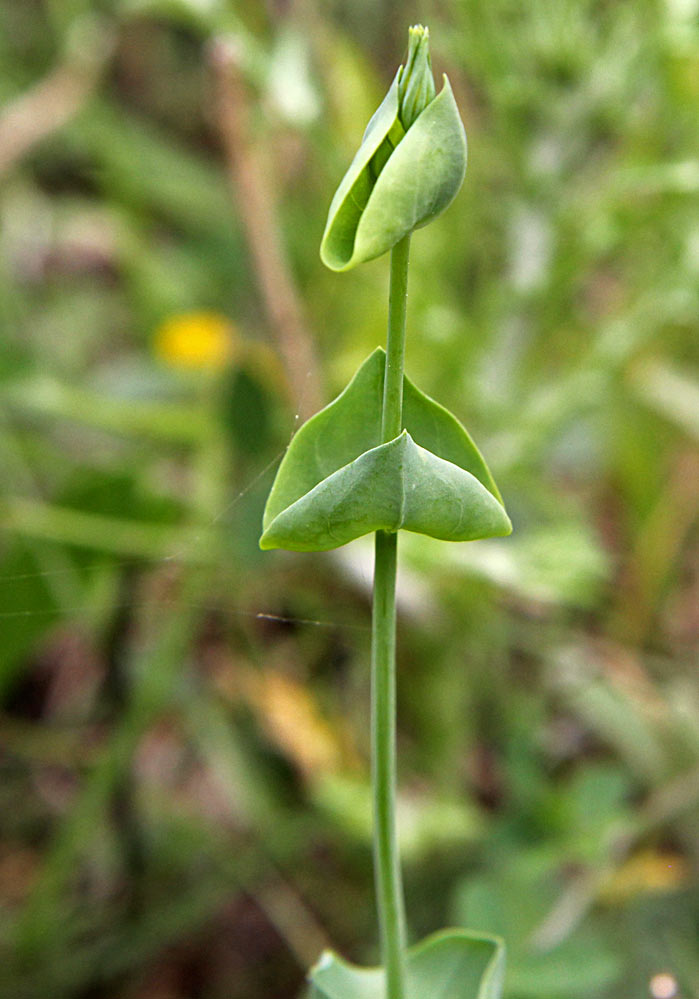 Image of Blackstonia perfoliata specimen.