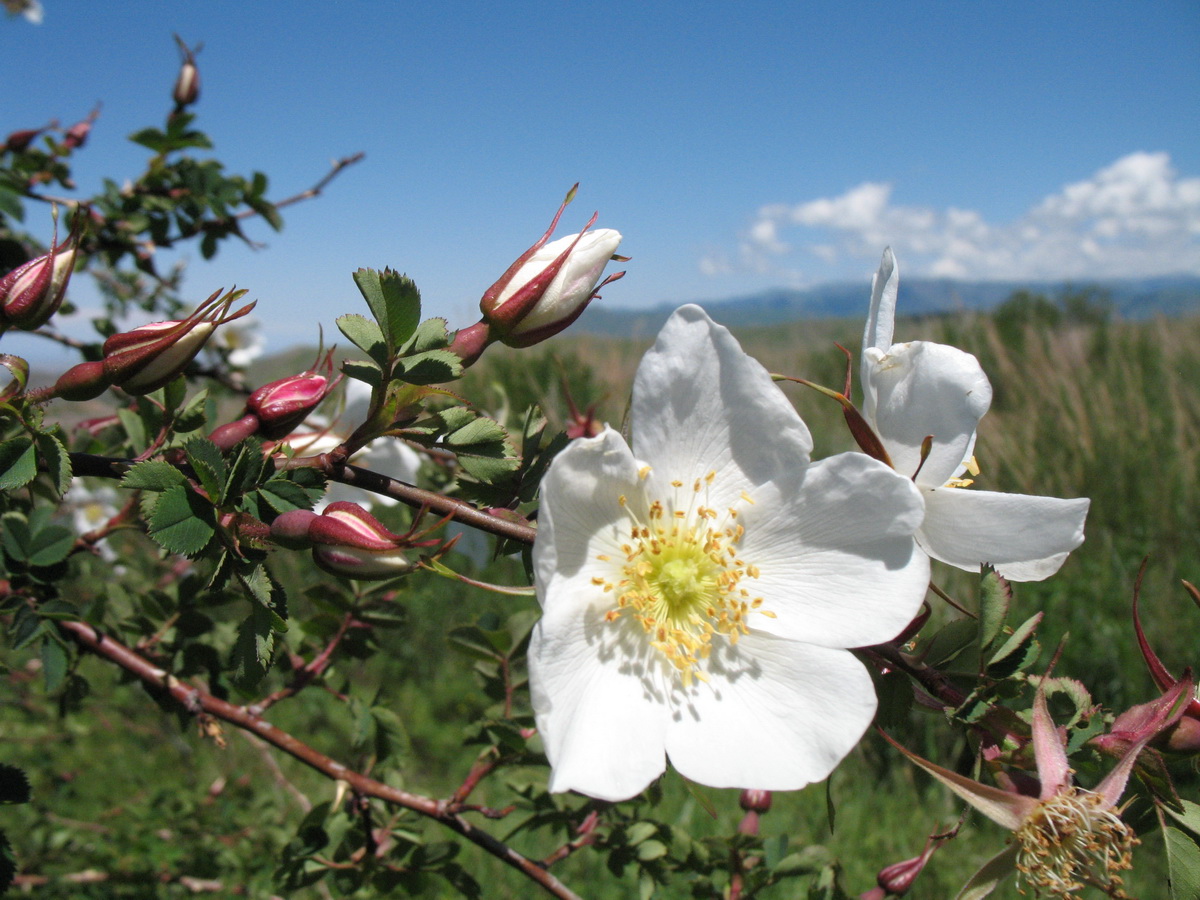 Image of Rosa alberti specimen.