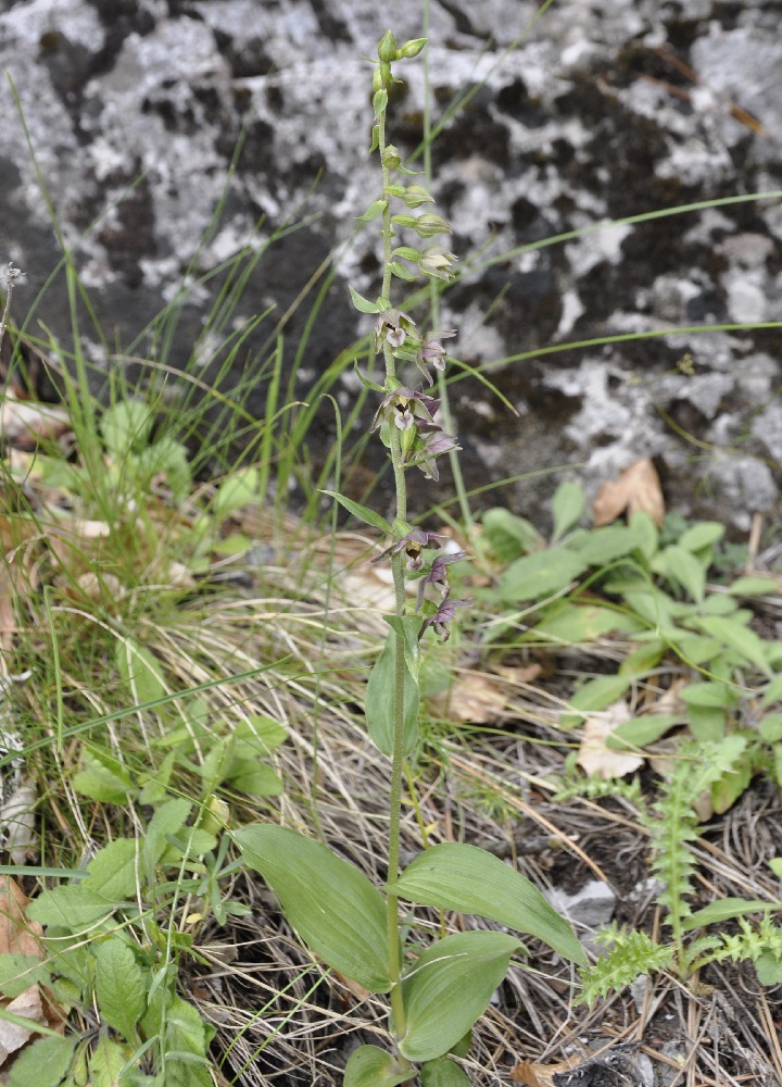 Image of Epipactis helleborine ssp. degenii specimen.