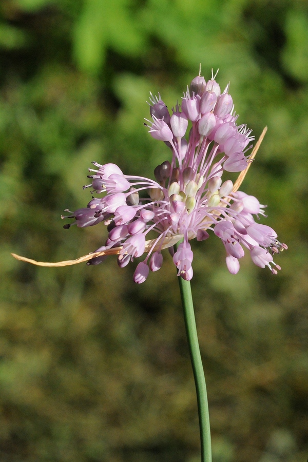 Image of Allium stamineum specimen.