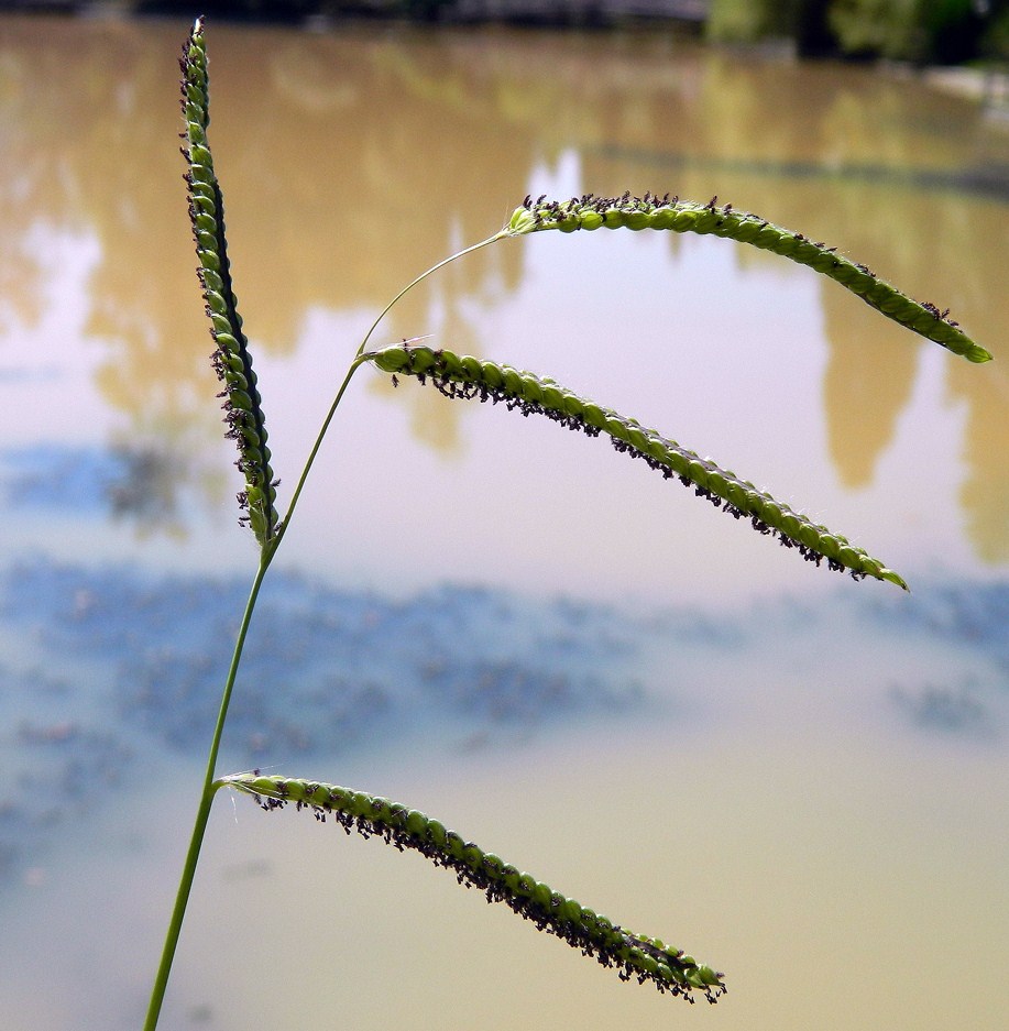 Image of Paspalum dilatatum specimen.