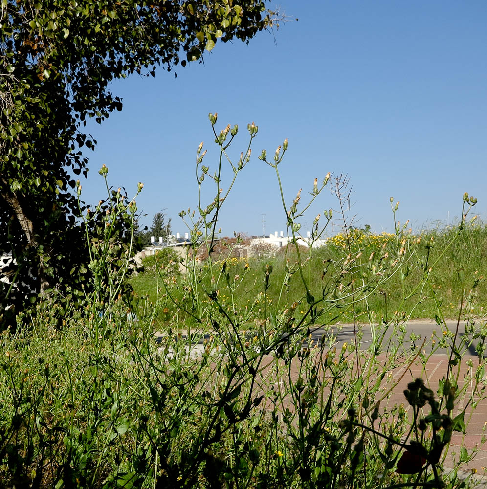 Image of Crepis aspera specimen.