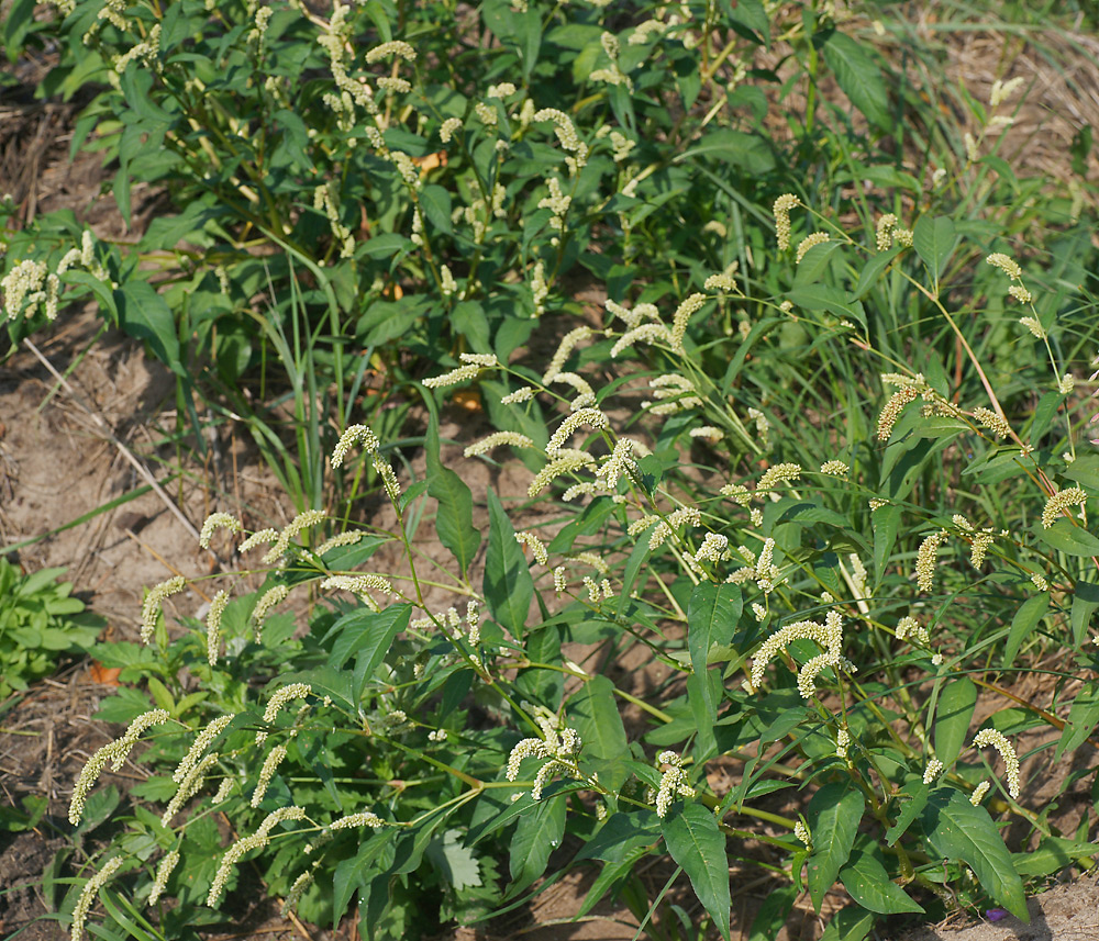 Image of Persicaria lapathifolia specimen.