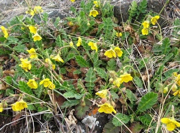 Image of Coluria geoides specimen.