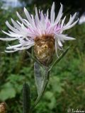 Centaurea jacea. Верхушка побега с соцветием. Крым, Севастополь, Байдарская долина, окр. с. Орлиное. 22.08.2009.