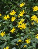 Helianthus tuberosus. Верхушки цветущих растений. Краснодарский край, пойменные заросли на р. Ея между станицами Шкуринская и Канеловская. 16.09.2009.