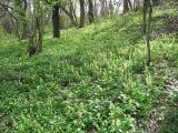 Corydalis marschalliana