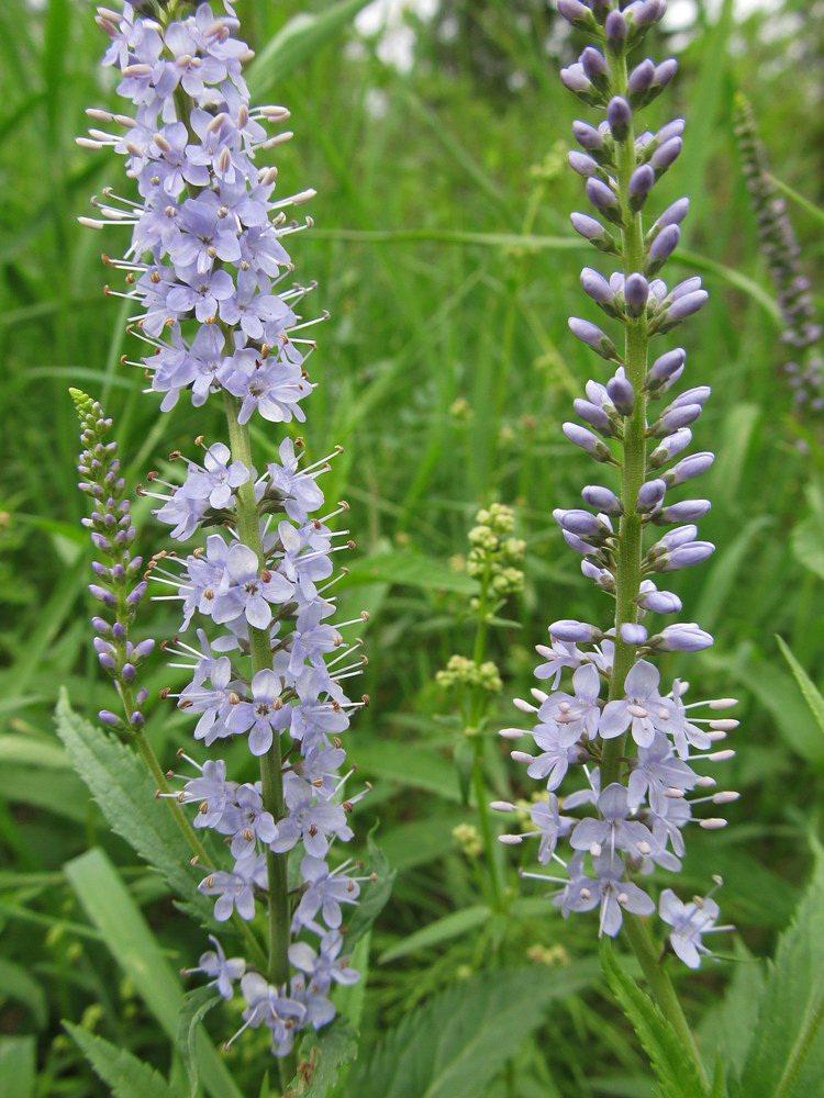 Image of Veronica longifolia specimen.