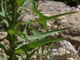 Sonchus palustris. Листья в средней части стебля. Украина, г. Киев, берег Святошинского озера. 21 июля 2015 г.