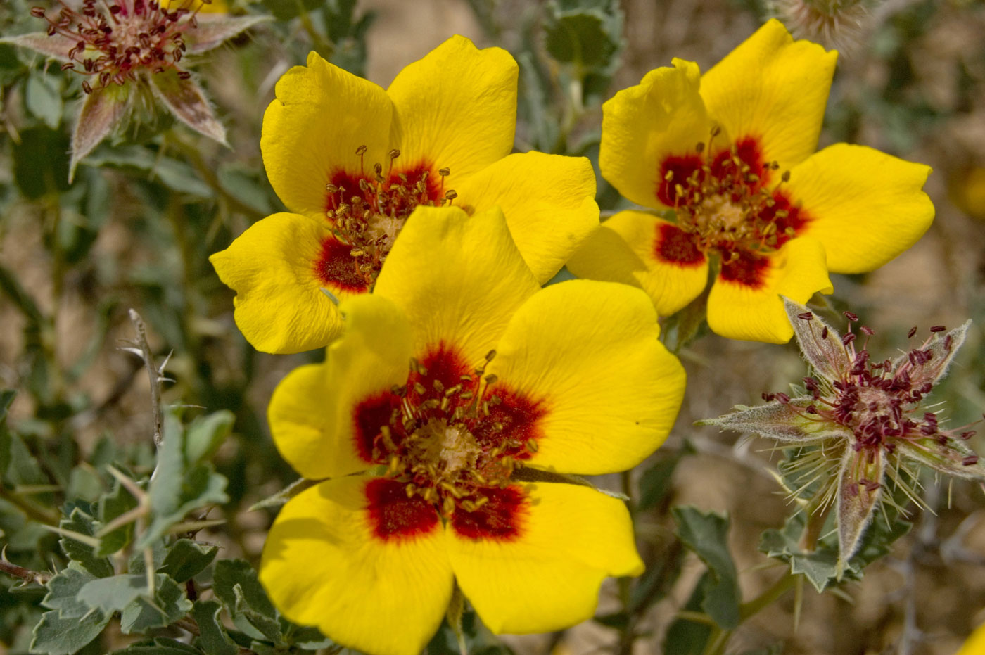 Image of Rosa berberifolia specimen.