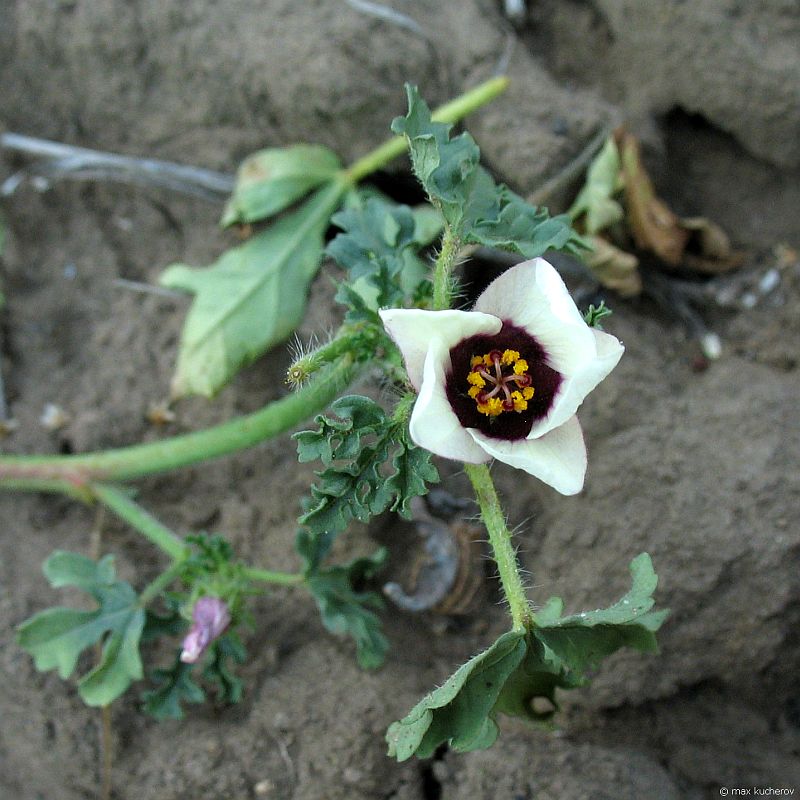 Изображение особи Hibiscus trionum.