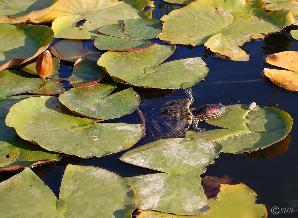 Image of Nymphaea × marliacea specimen.