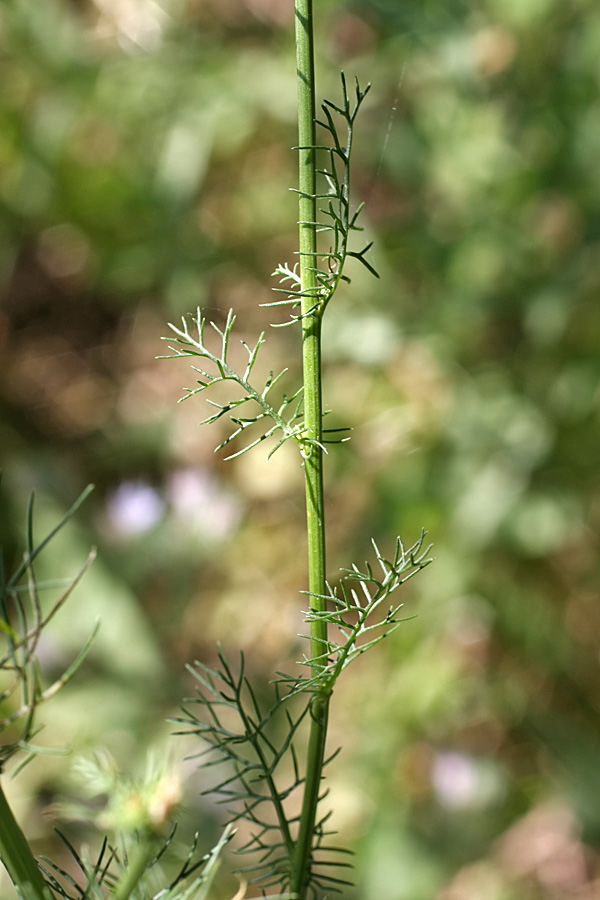 Изображение особи Tripleurospermum inodorum.